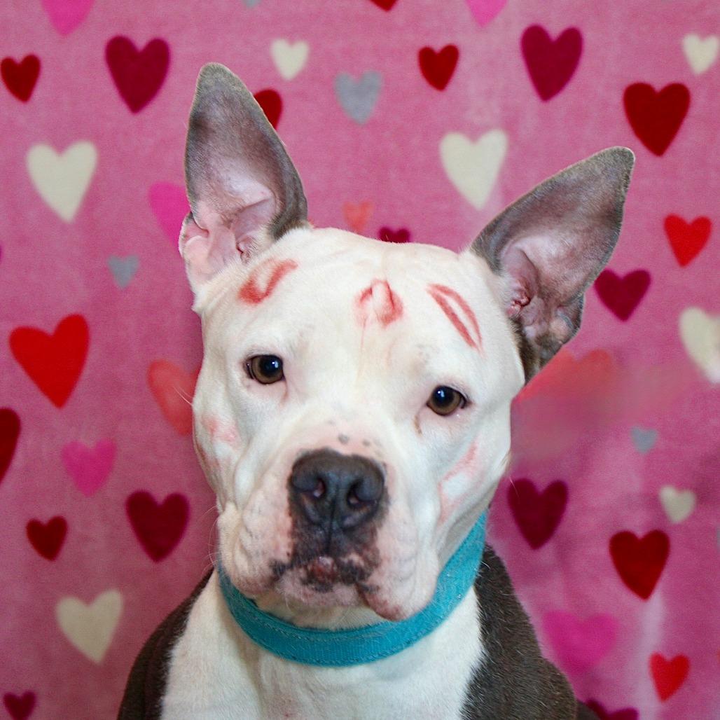 Enlarge Aracelys, a Adoptable Mixed Breed in Allentown, PA image 1/4