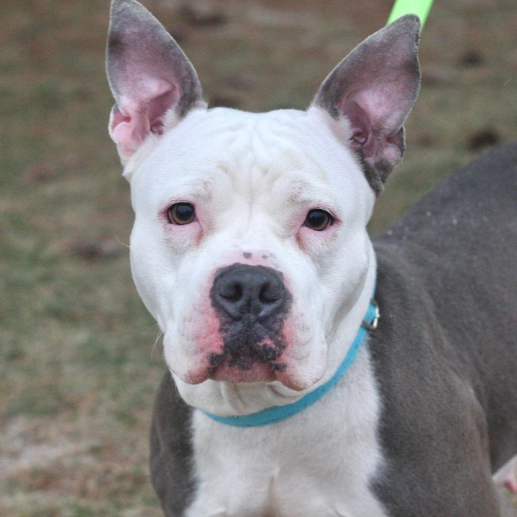 Enlarge Aracelys, a Adoptable Mixed Breed in Allentown, PA image 2/4