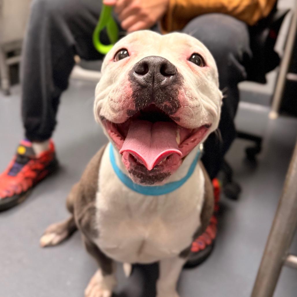 Enlarge Aracelys, a Adoptable Mixed Breed in Allentown, PA image 3/4