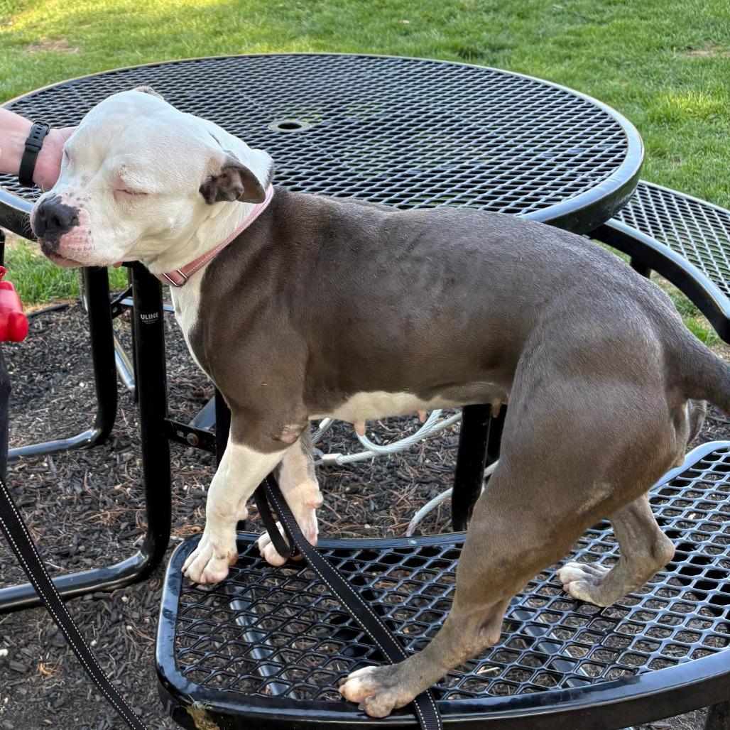 Aracelys, a Adoptable Mixed Breed in Allentown, PA image 5/6