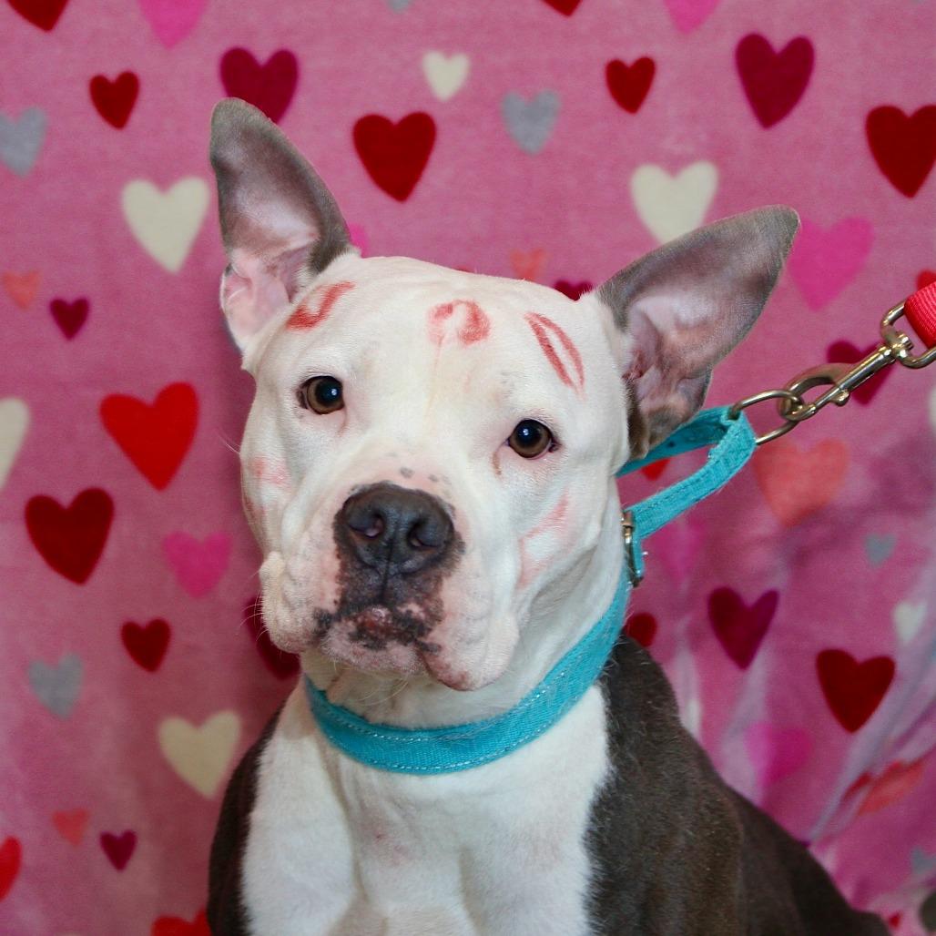 Enlarge Aracelys, a Adoptable Mixed Breed in Allentown, PA image 4/4