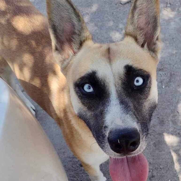 Frankie, Adoptable, Adult Female Australian Cattle Dog / Blue Heeler & Corgi.
