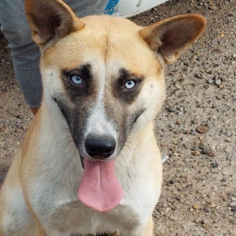 Enlarge Frankie, a Adoptable mixed breed in Toms River, NJ image 2/5