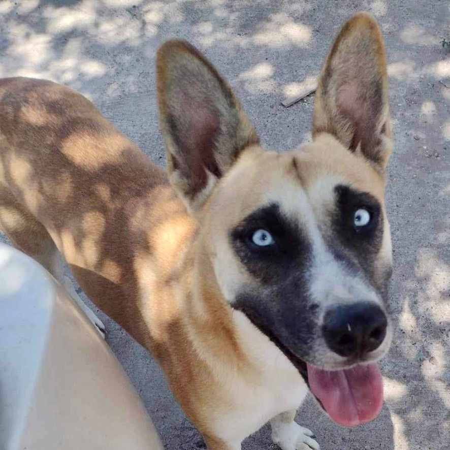 Enlarge Frankie, a Adoptable mixed breed in Toms River, NJ image 3/5