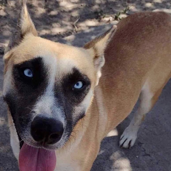 Enlarge Frankie, a Adoptable mixed breed in Toms River, NJ image 4/5