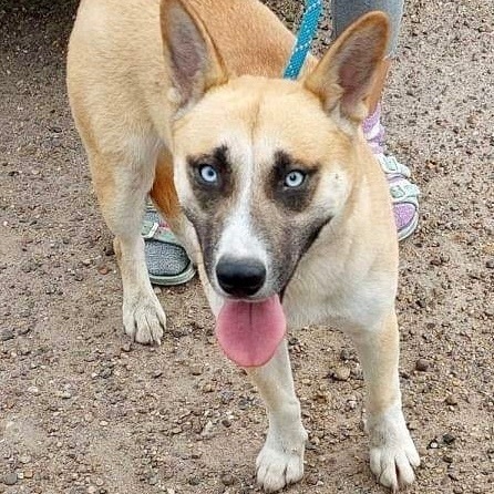 Enlarge Frankie, a Adoptable mixed breed in Toms River, NJ image 5/5