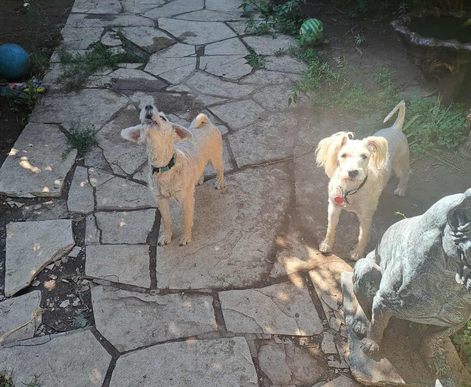 Buffy and Scruffy- Bonded Pair, a Adoptable mixed breed in Palgrave, ON image 5/5