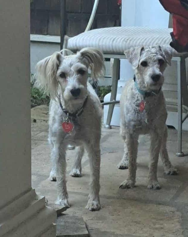 Buffy and Scruffy- Bonded Pair, Adoptable, Young Female Wheaten Terrier & Miniature Schnauzer.
