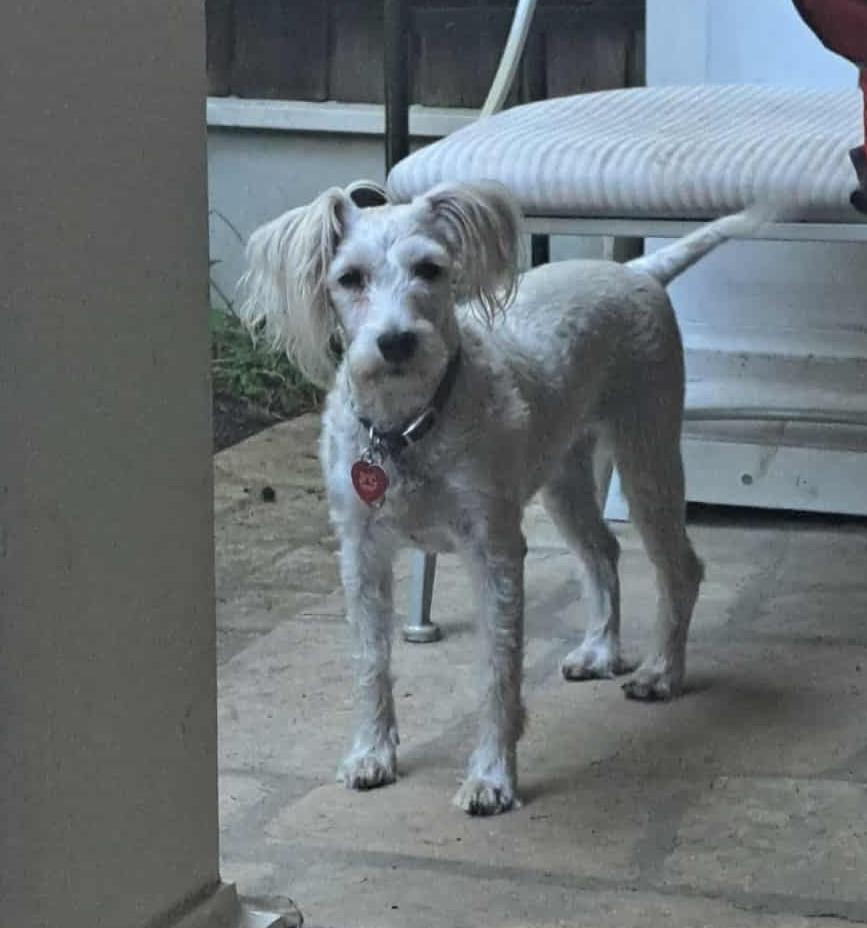 Buffy and Scruffy- Bonded Pair, a Adoptable mixed breed in Palgrave, ON image 3/5
