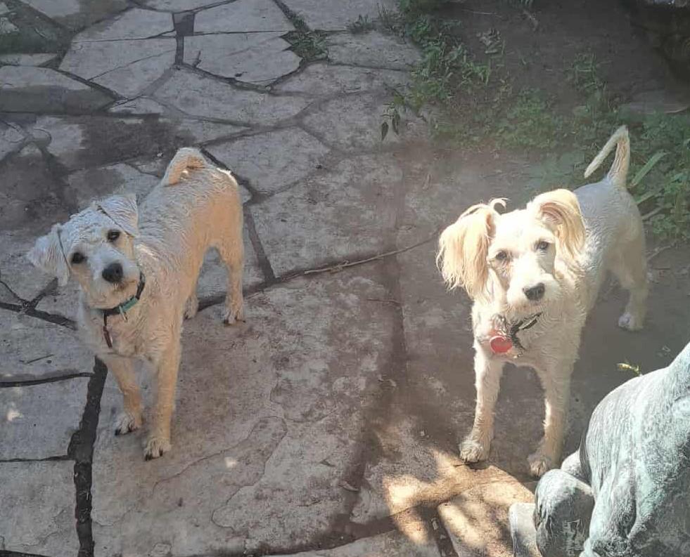Buffy and Scruffy- Bonded Pair, a Adoptable mixed breed in Palgrave, ON image 2/5