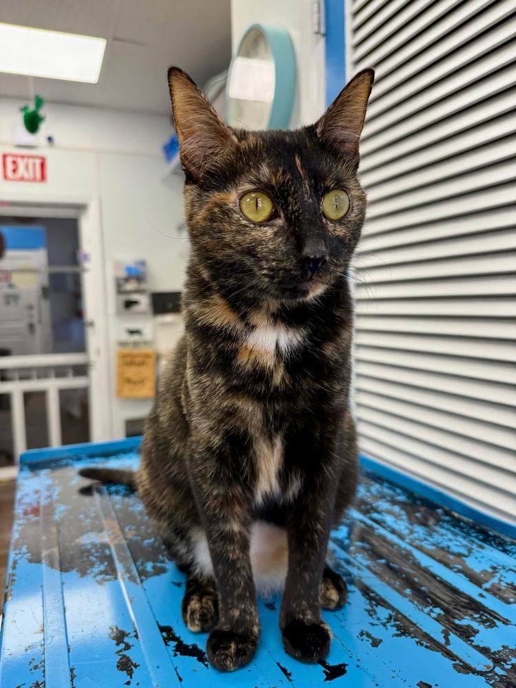 Juno, Adoptable, Adult Female Domestic Short Hair & Domestic Short Hair.