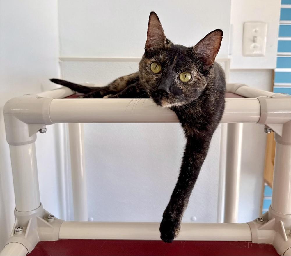 Enlarge Juno, a Adoptable mixed breed in Milltown, NJ image 3/5