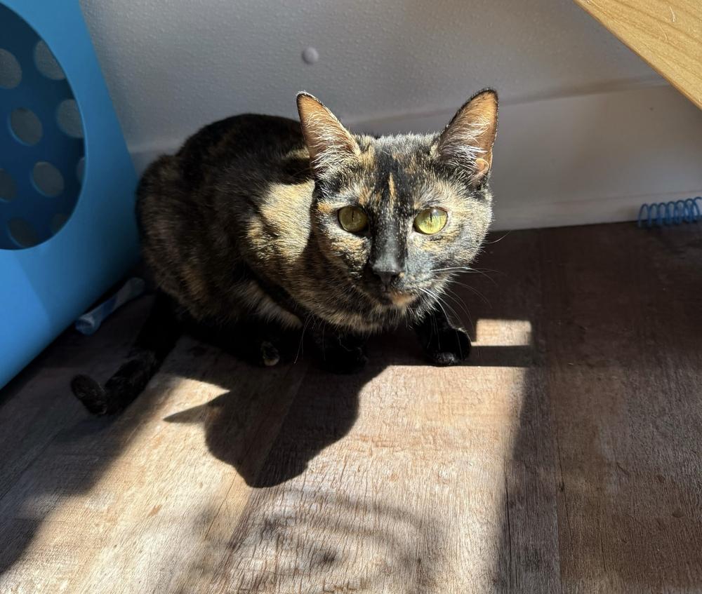 Enlarge Juno, a Adoptable mixed breed in Milltown, NJ image 4/5