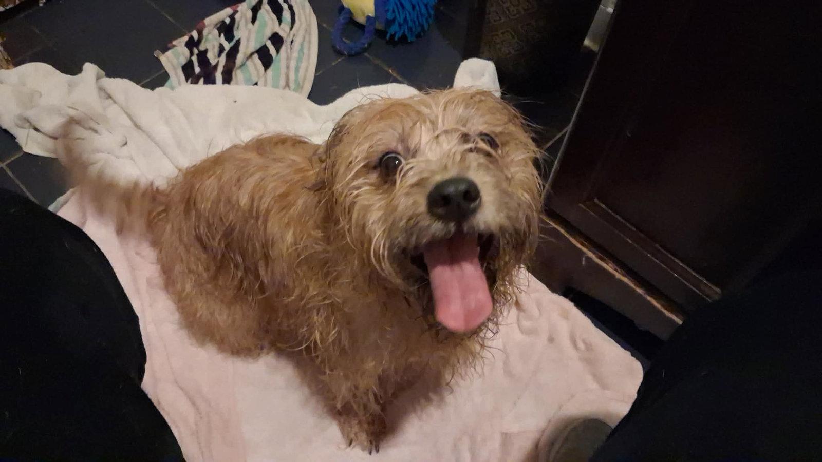 Enlarge Teddy (2yo,30lbs), a Adopted Wire Fox Terrier in Hinton, WV image 1/1