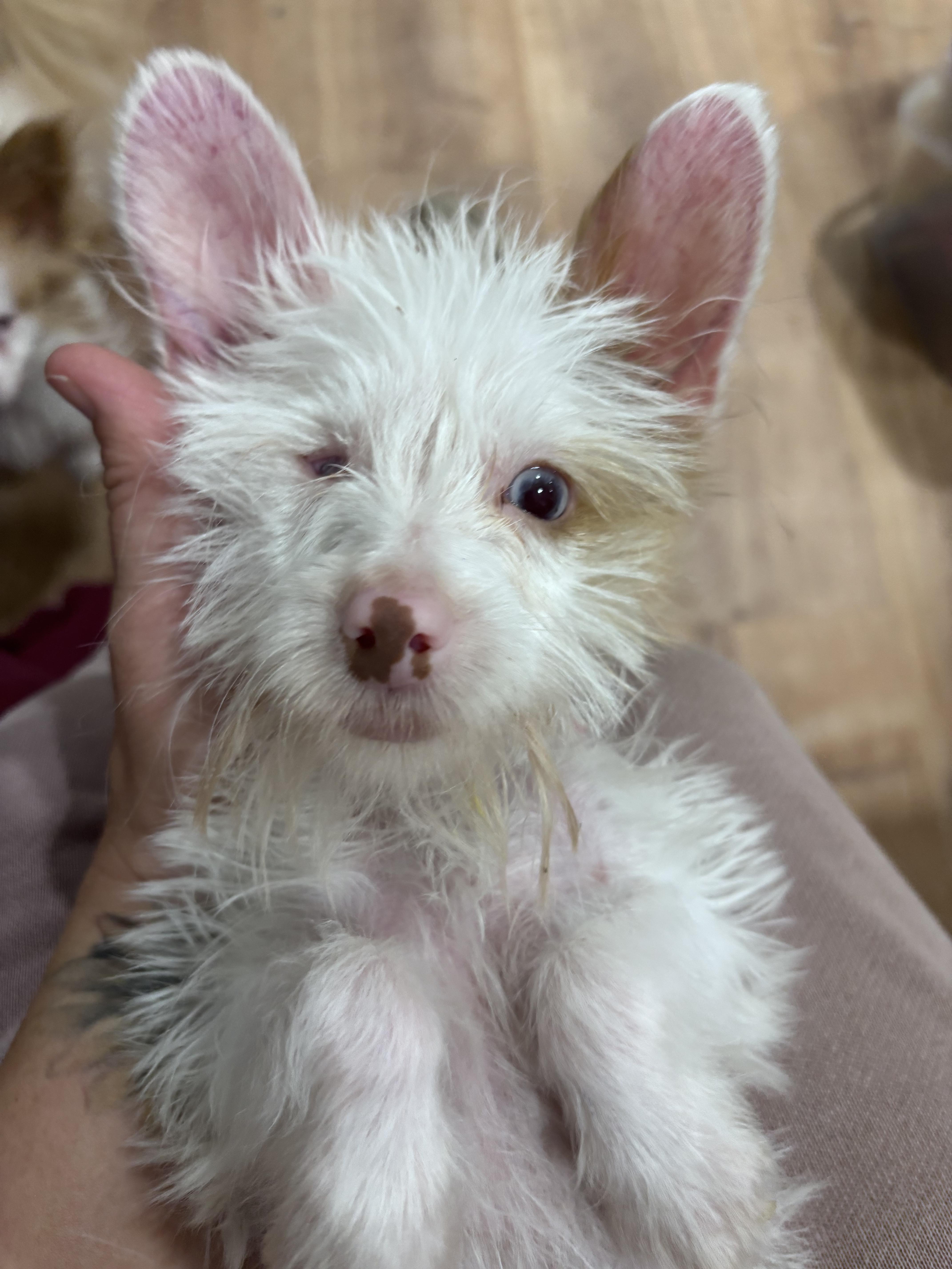 Enlarge Echo, a Adoptable Yorkshire Terrier in Corona, CA image 1/3