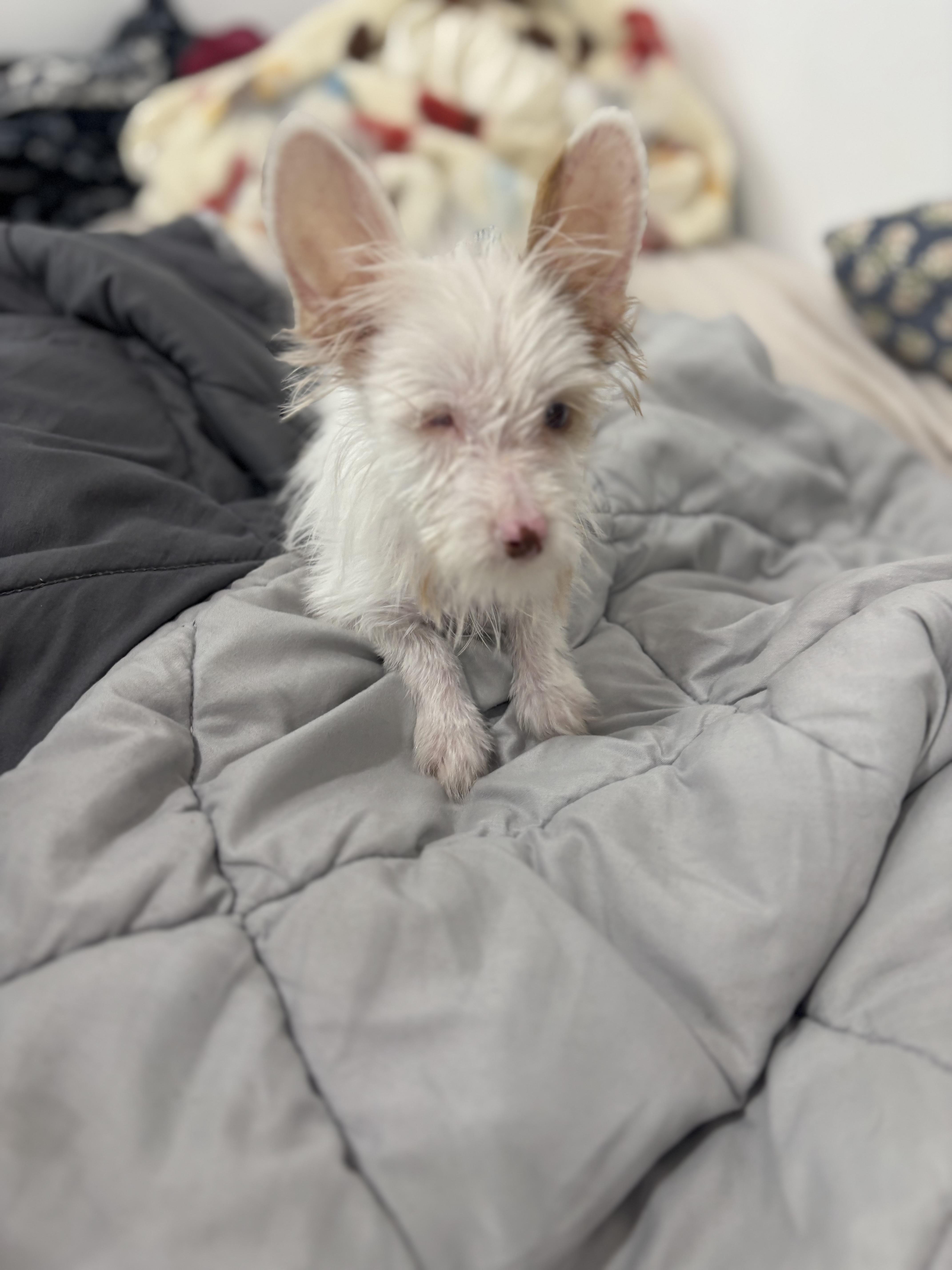 Enlarge Echo, a Adoptable Yorkshire Terrier in Corona, CA image 2/3