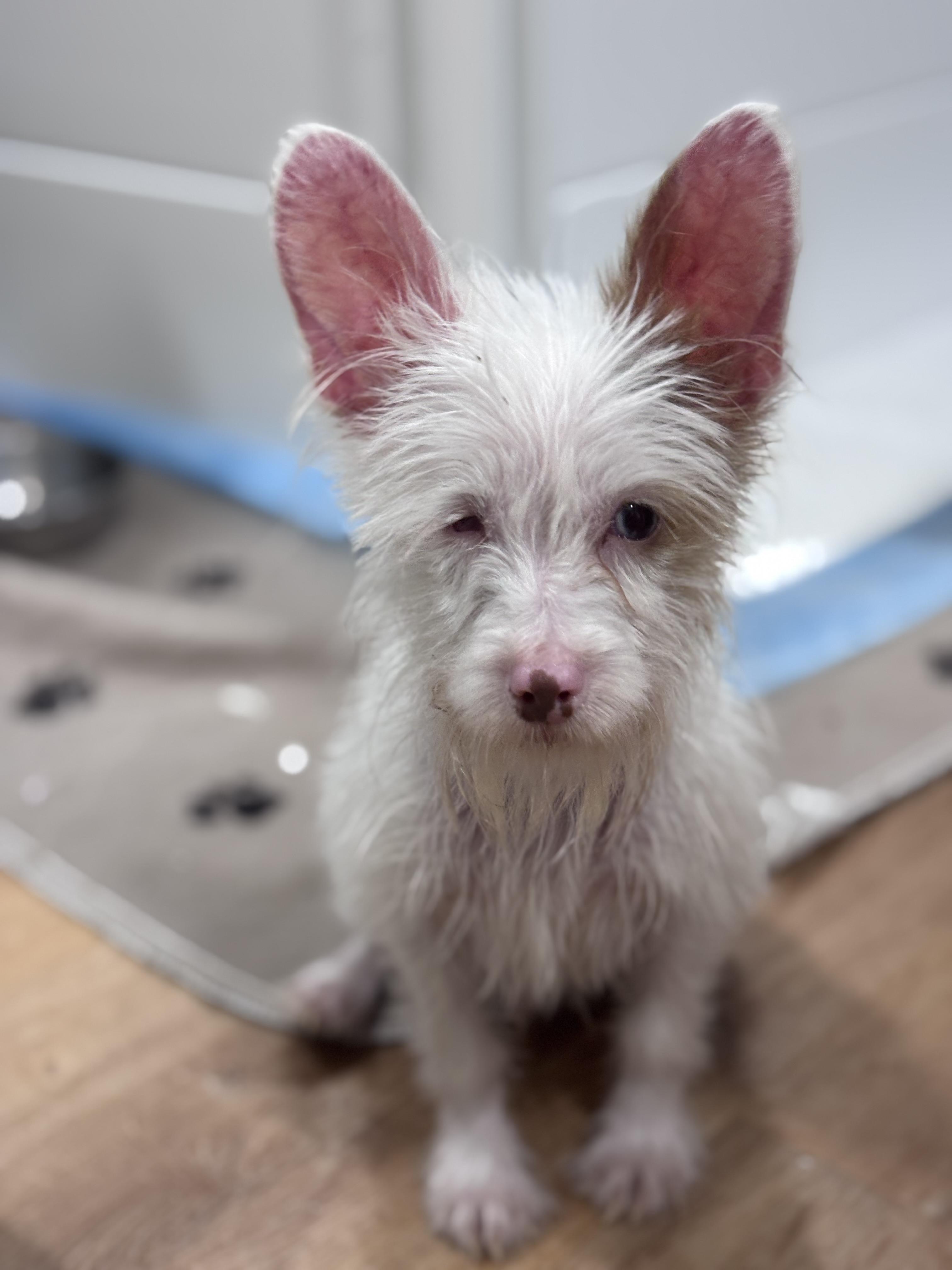 Enlarge Echo, a Adoptable Yorkshire Terrier in Corona, CA image 3/3