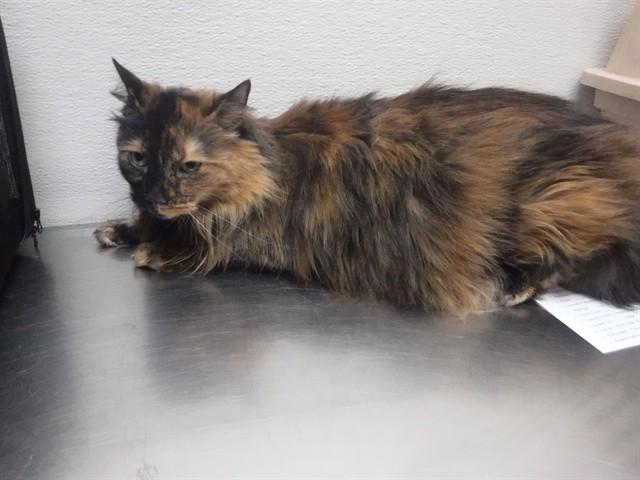 KIKI, Adoptable, Adult Female Domestic Long Hair.