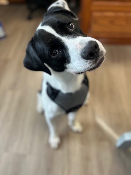 Oreo, Adoptable, Adult Male American Bulldog & Mixed Breed.