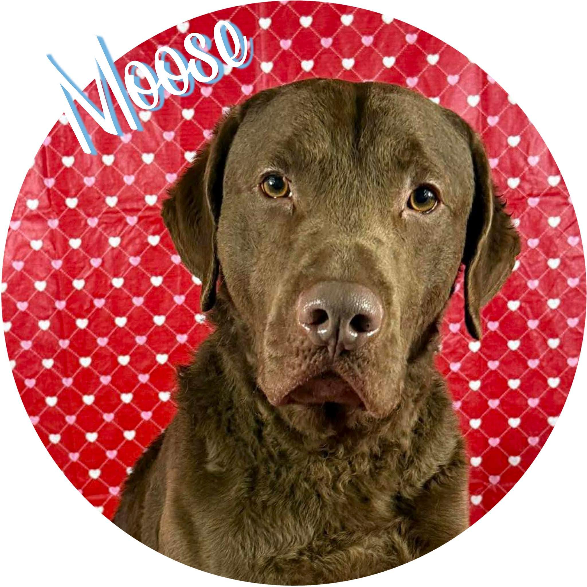 Moose, ADOPTABLE, Young Male Chesapeake Bay Retriever.