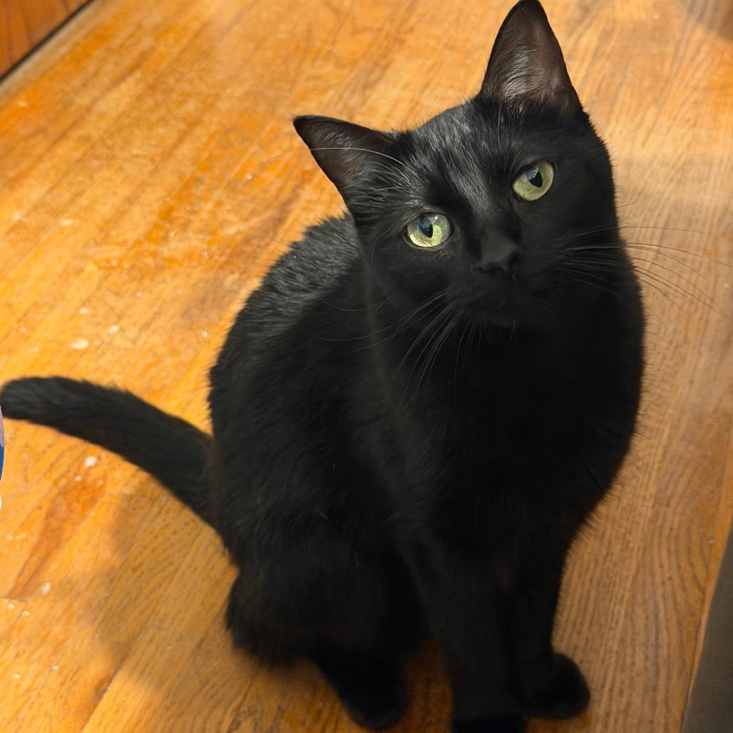 Benadryl, Adoptable, Senior Female Domestic Short Hair.