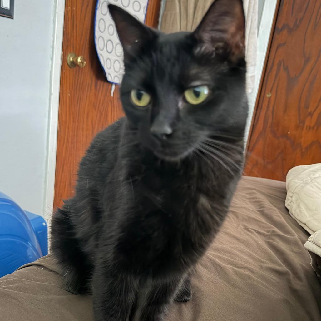 Enlarge Benadryl, a Adoptable Domestic Short Hair in St. Paul, MN image 2/6