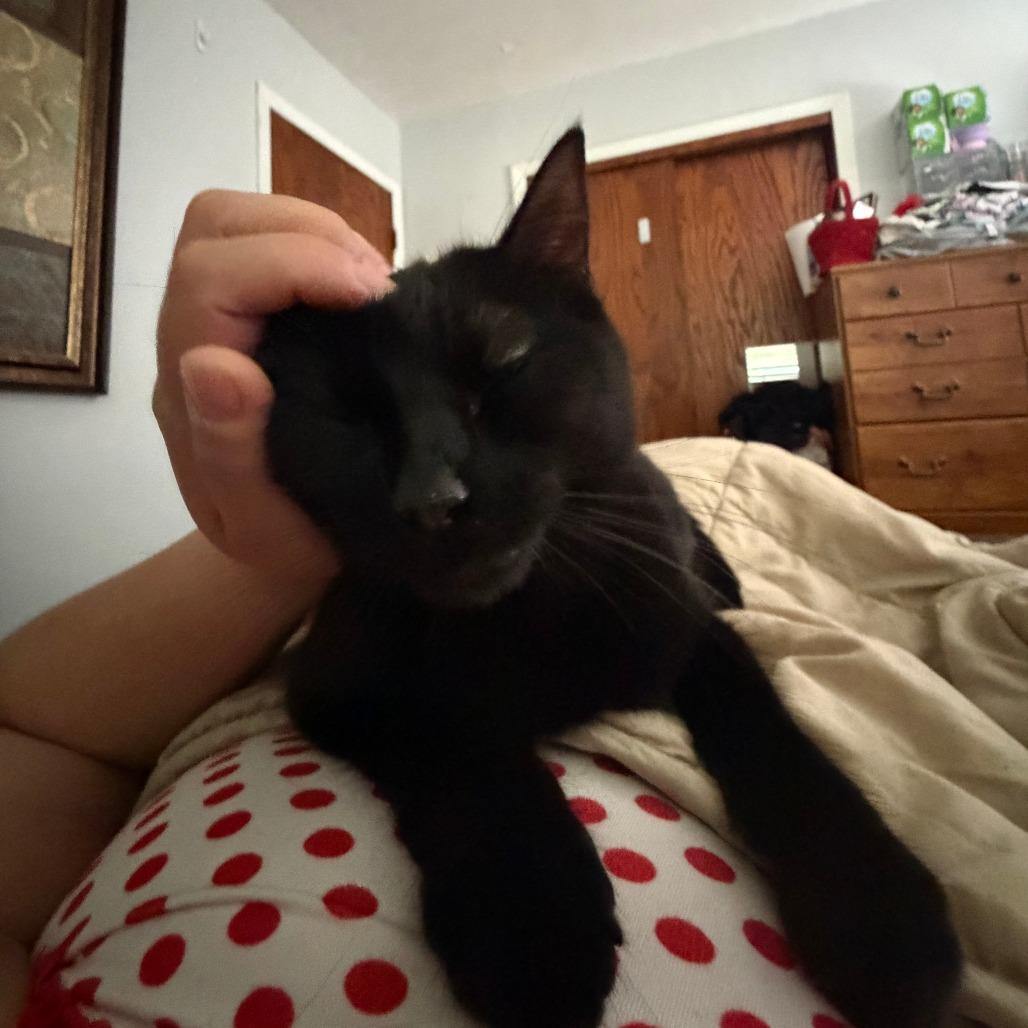 Enlarge Benadryl, a Adoptable Domestic Short Hair in St. Paul, MN image 3/6