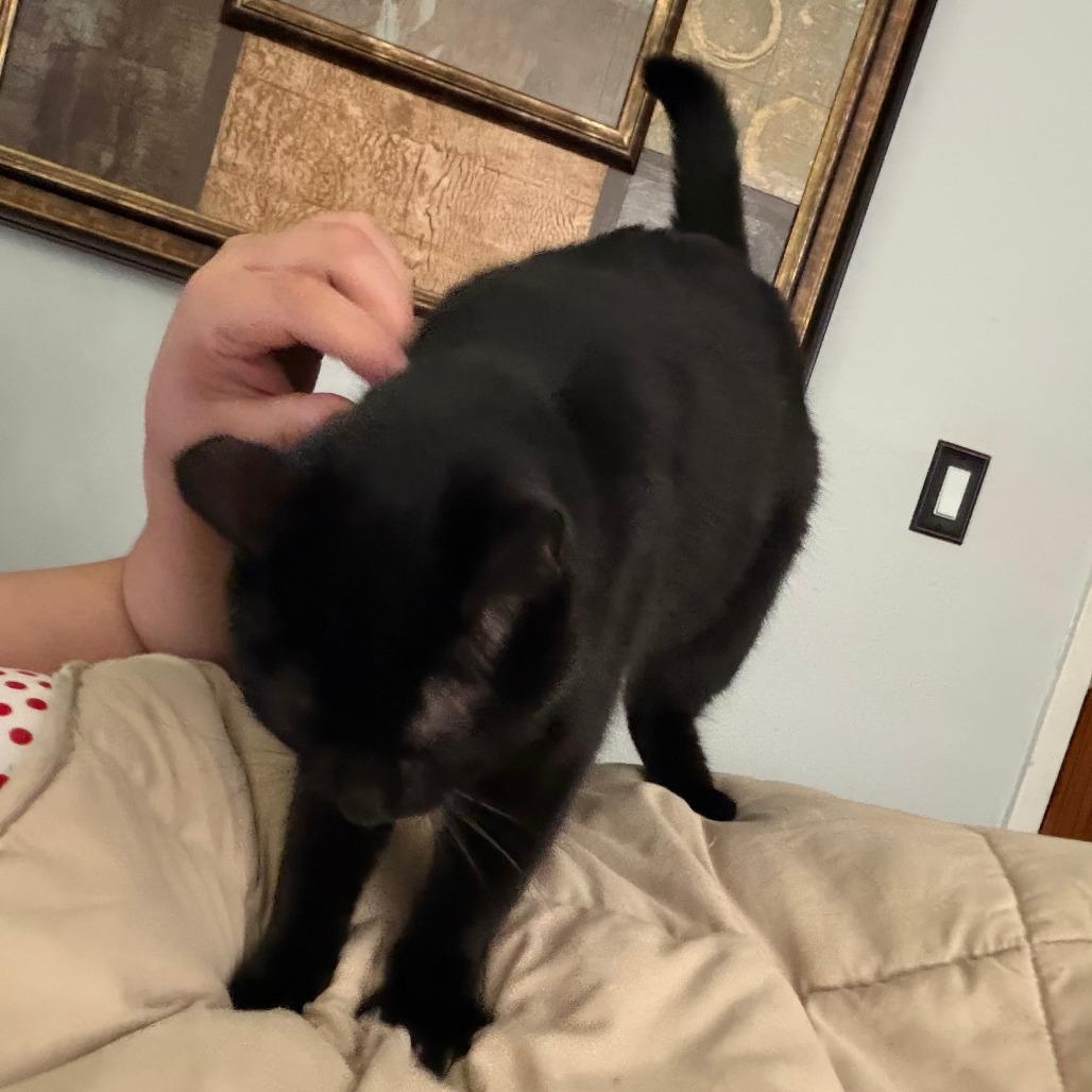 Enlarge Benadryl, a Adoptable Domestic Short Hair in St. Paul, MN image 4/6