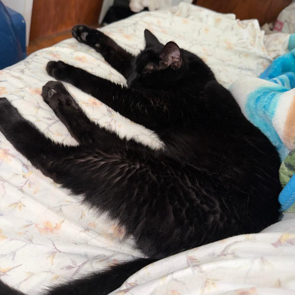 Enlarge Benadryl, a Adoptable Domestic Short Hair in St. Paul, MN image 5/6