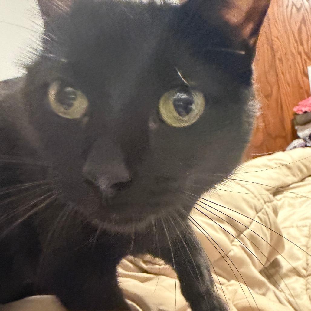 Enlarge Benadryl, a Adoptable Domestic Short Hair in St. Paul, MN image 6/6
