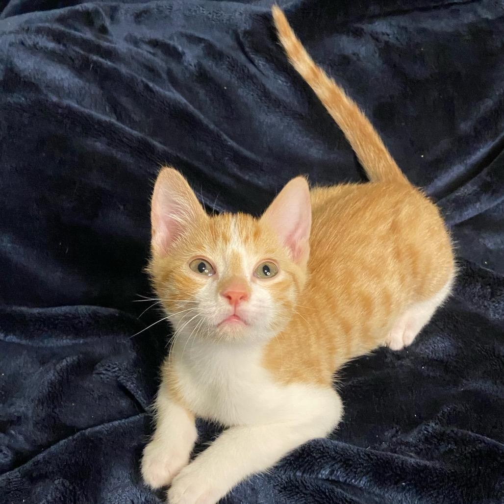 Bicycle, adopted, Young Male Tabby & Domestic Short Hair.