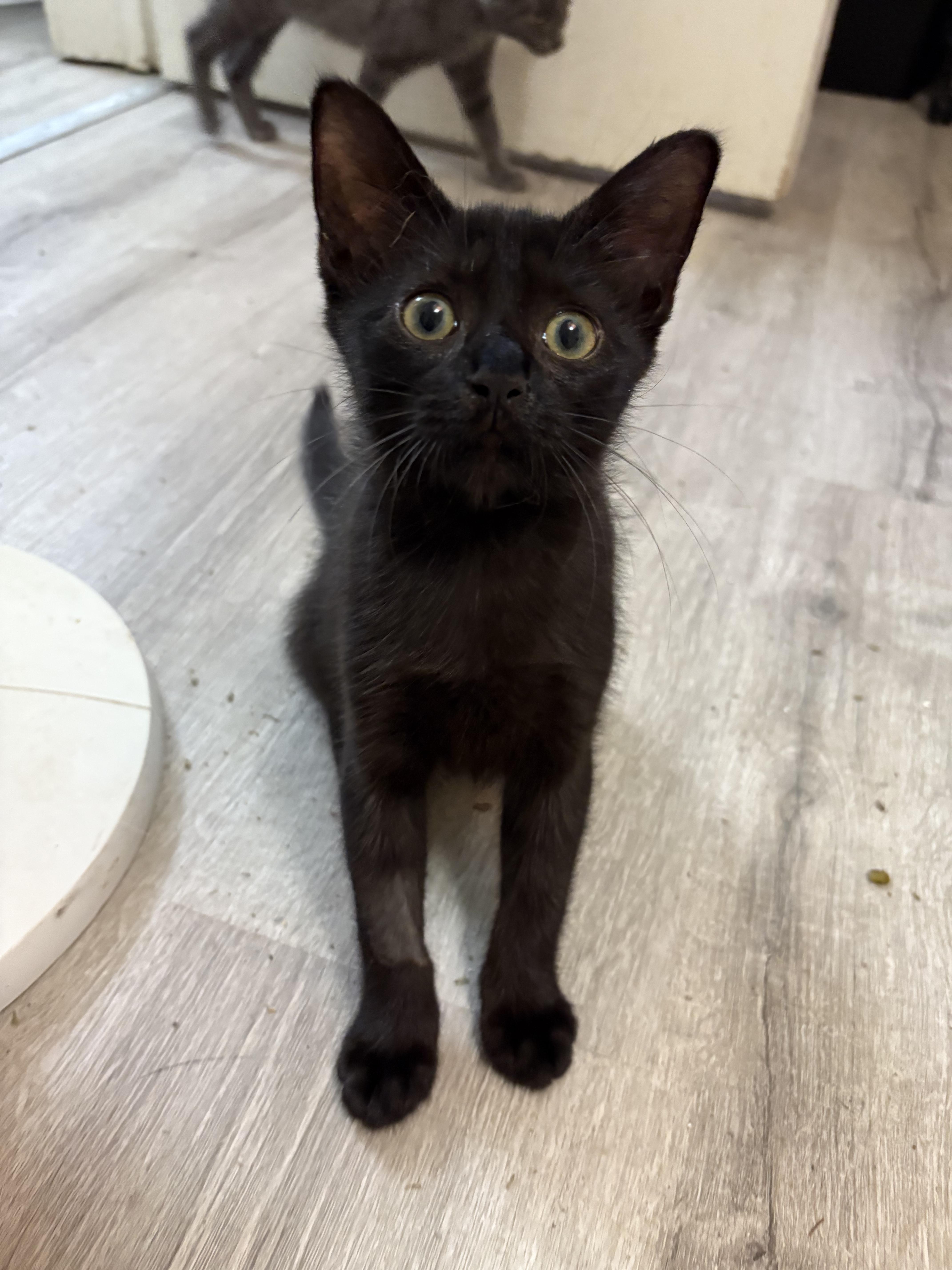 Salem