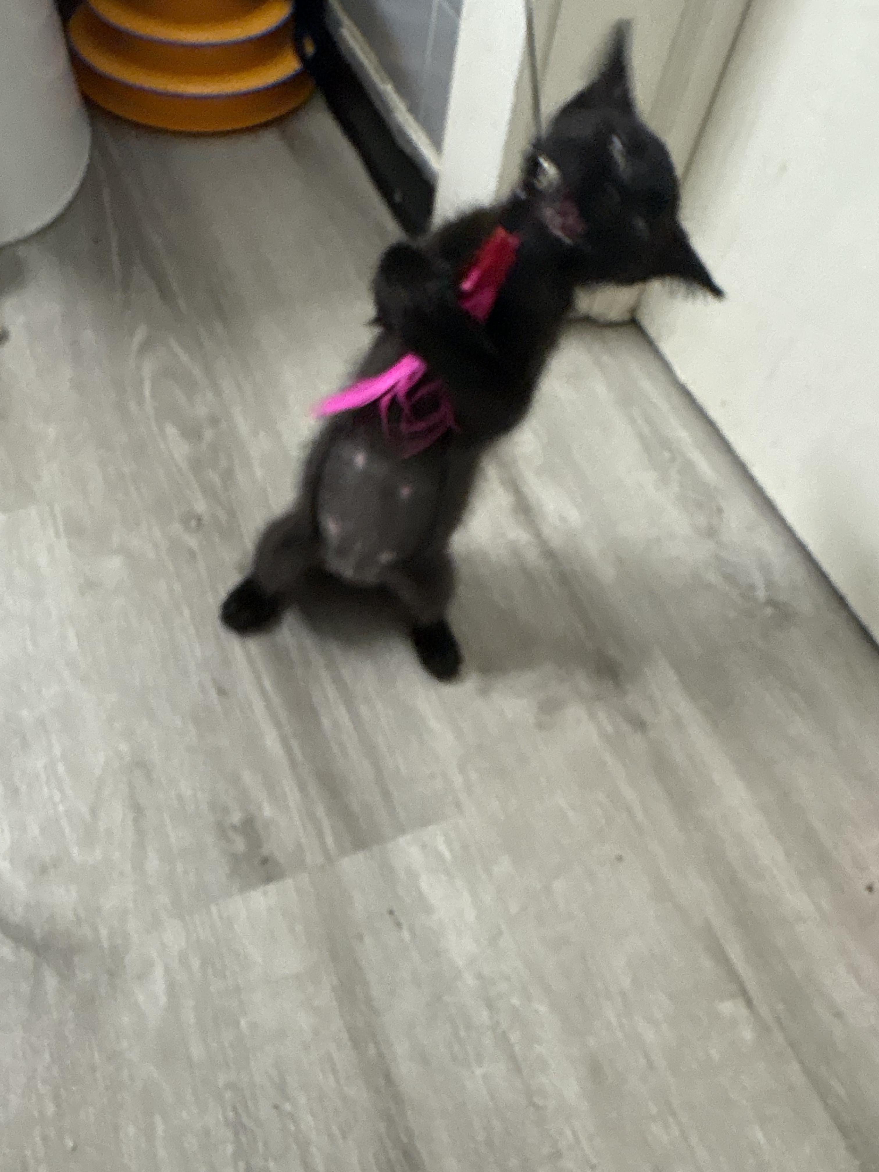 Salem