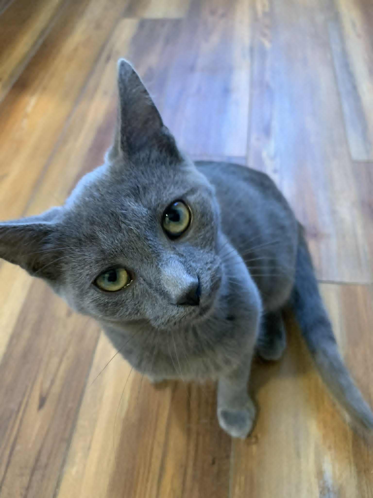 Edmond 0525 bonded w/Henri