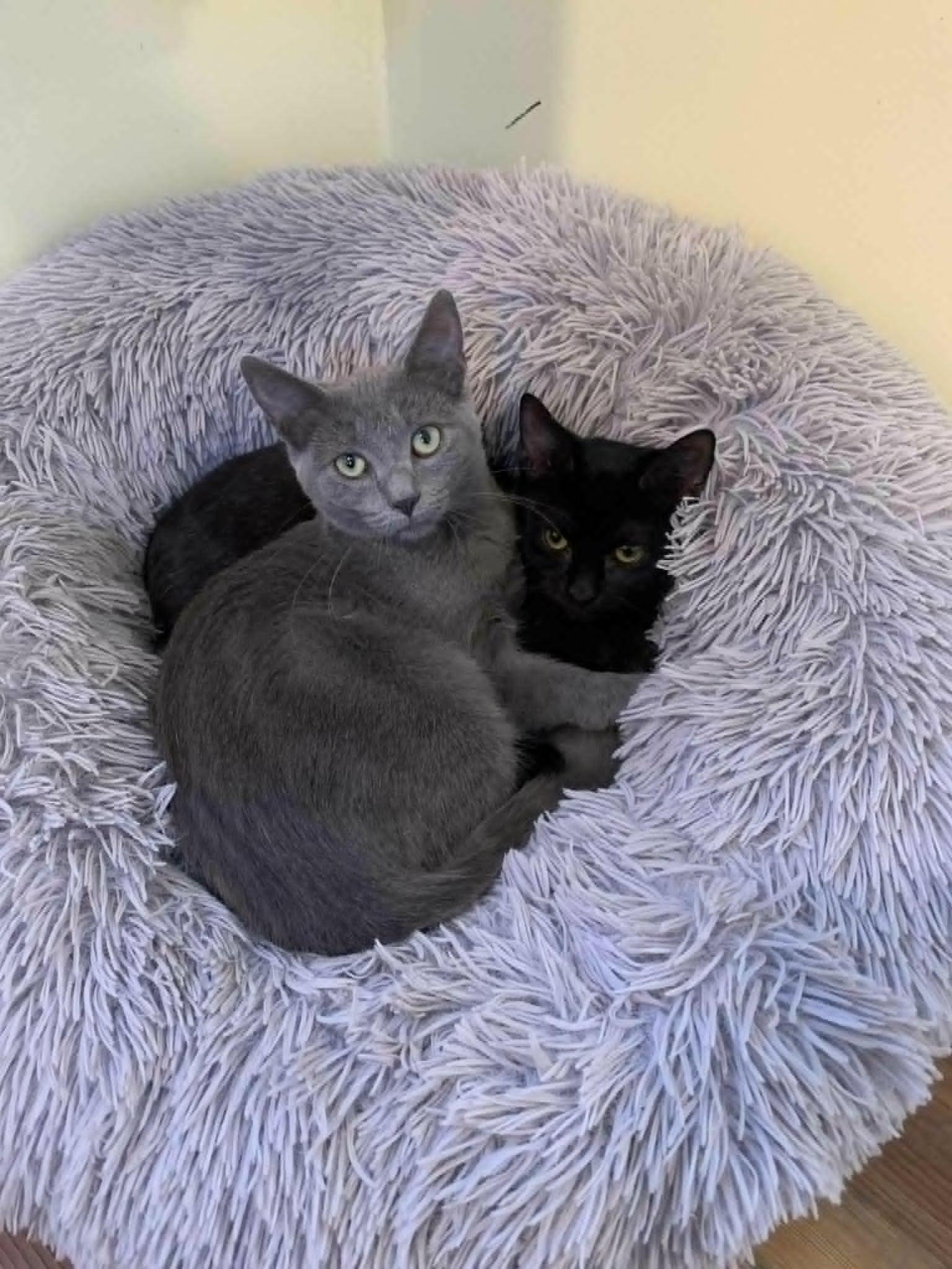 Edmond 0525 bonded w/Henri