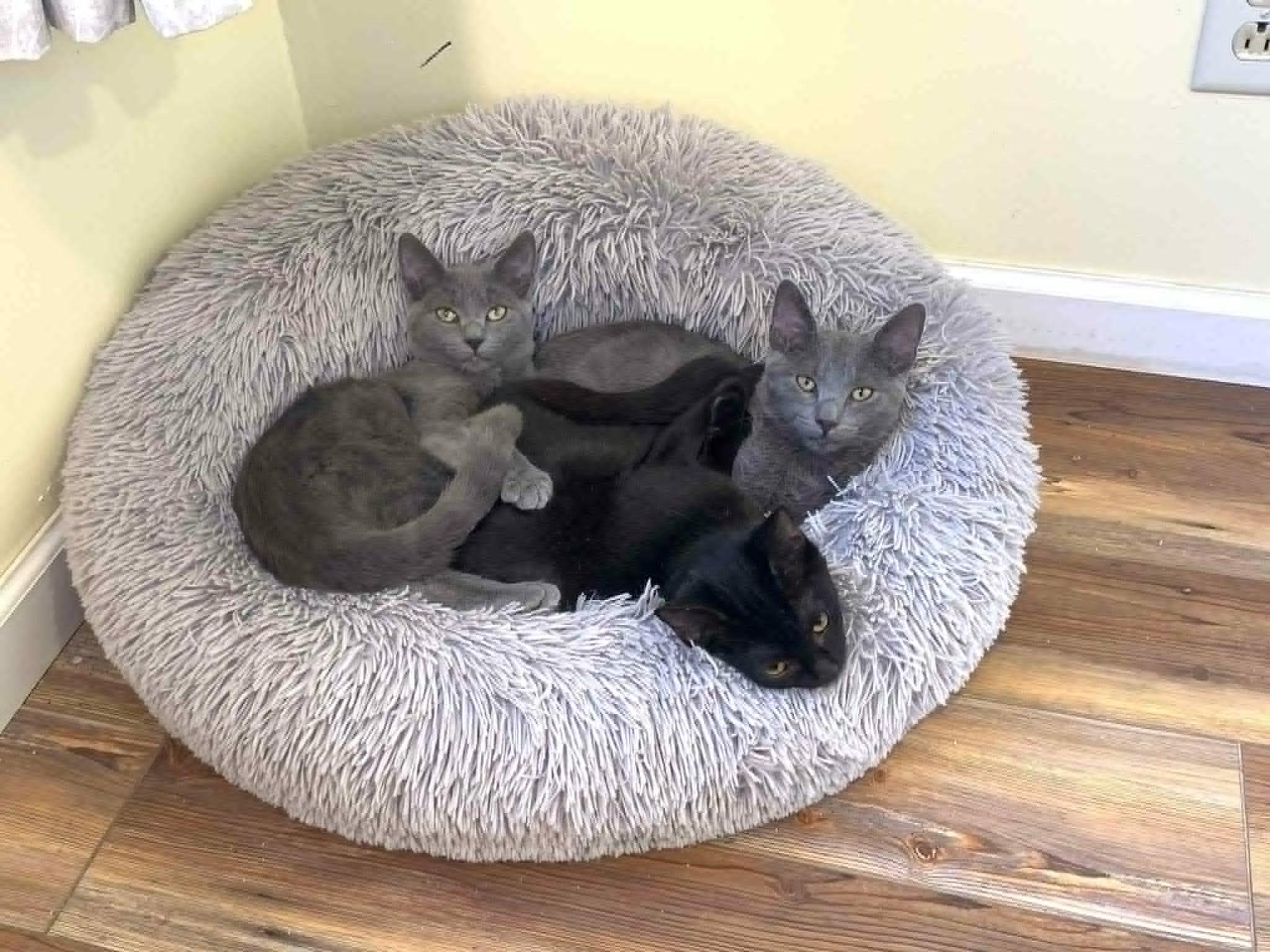 Edmond 0525 bonded w/Henri