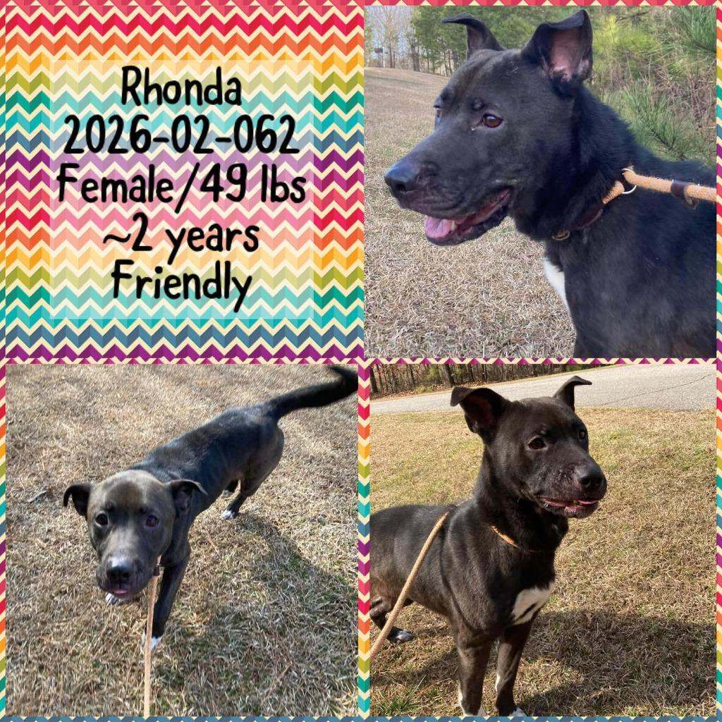 2026-02-062 *Rhonda*, a Adoptable Labrador Retriever in Winder, GA image 2/2