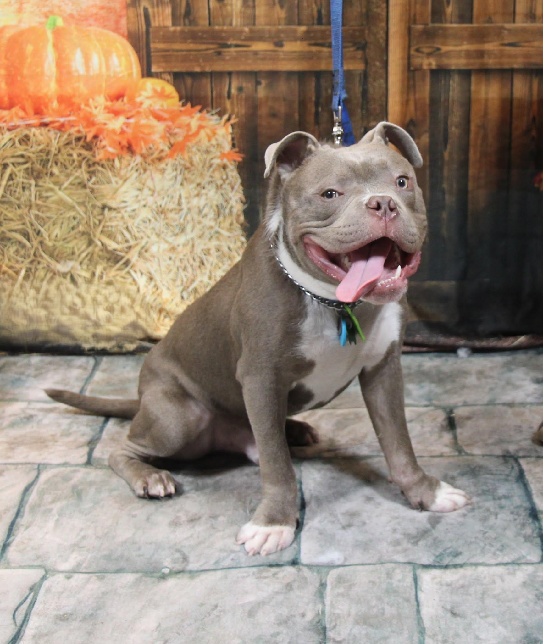 Enlarge Scrappy, a Adopted Mixed Breed in Plain City, OH image 1/6