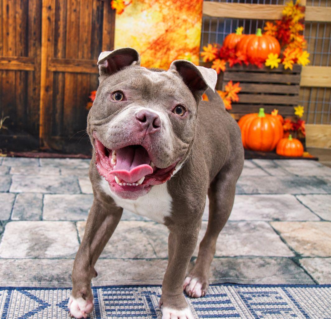 Enlarge Scrappy, a Adopted Mixed Breed in Plain City, OH image 2/6