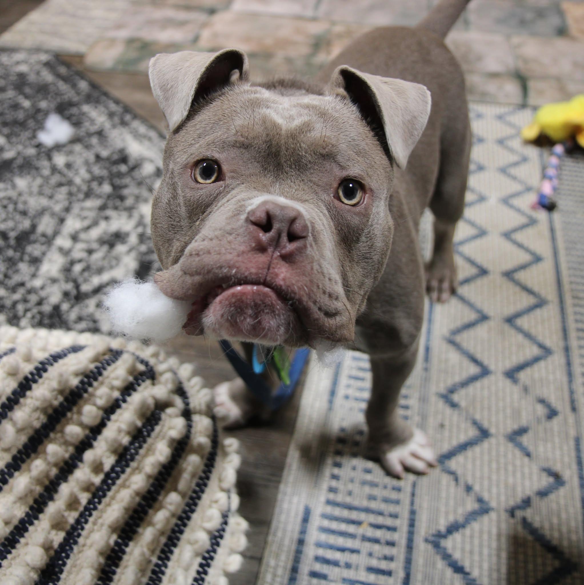 Enlarge Scrappy, a Adopted Mixed Breed in Plain City, OH image 3/6