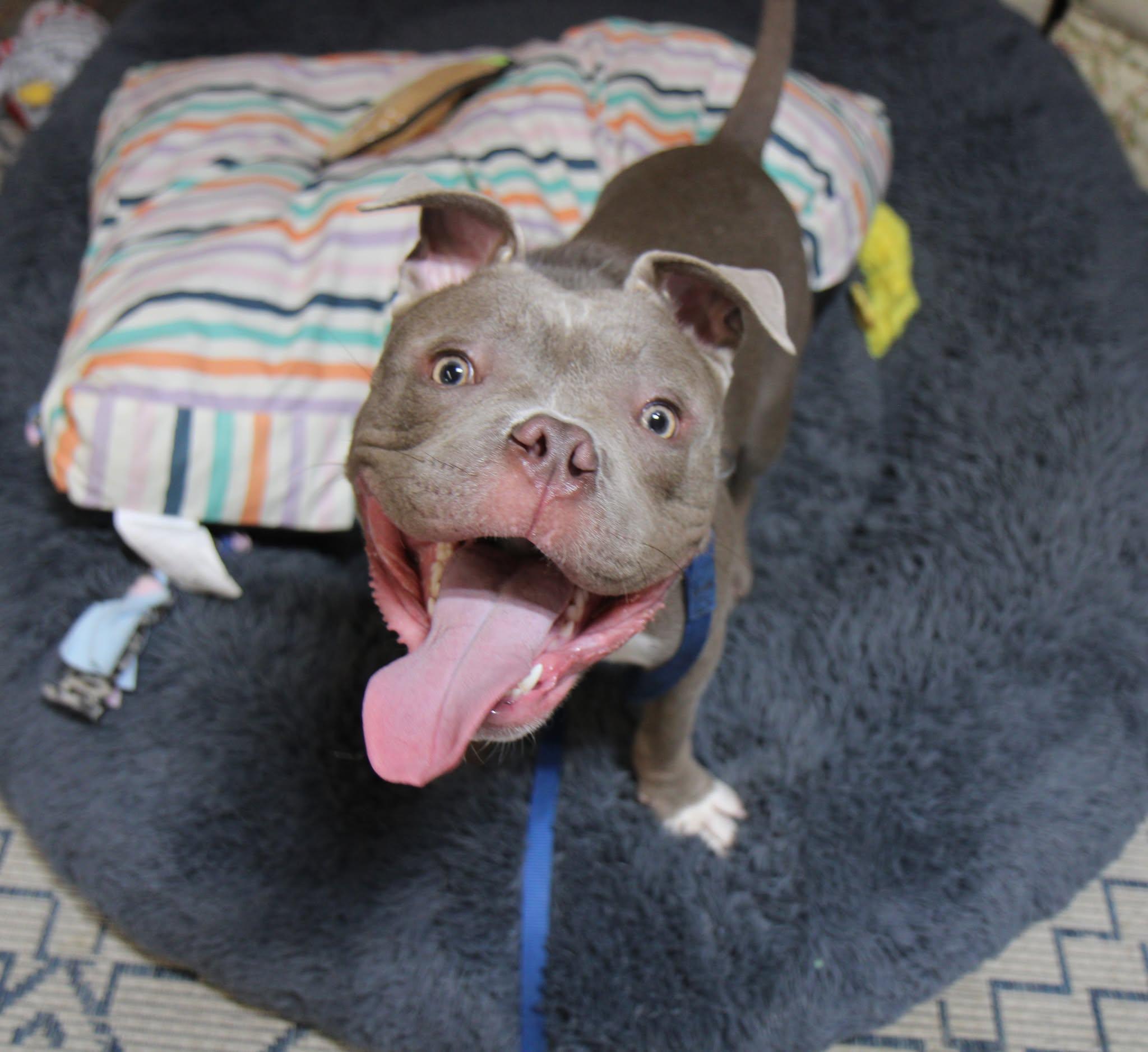 Enlarge Scrappy, a Adopted Mixed Breed in Plain City, OH image 5/6