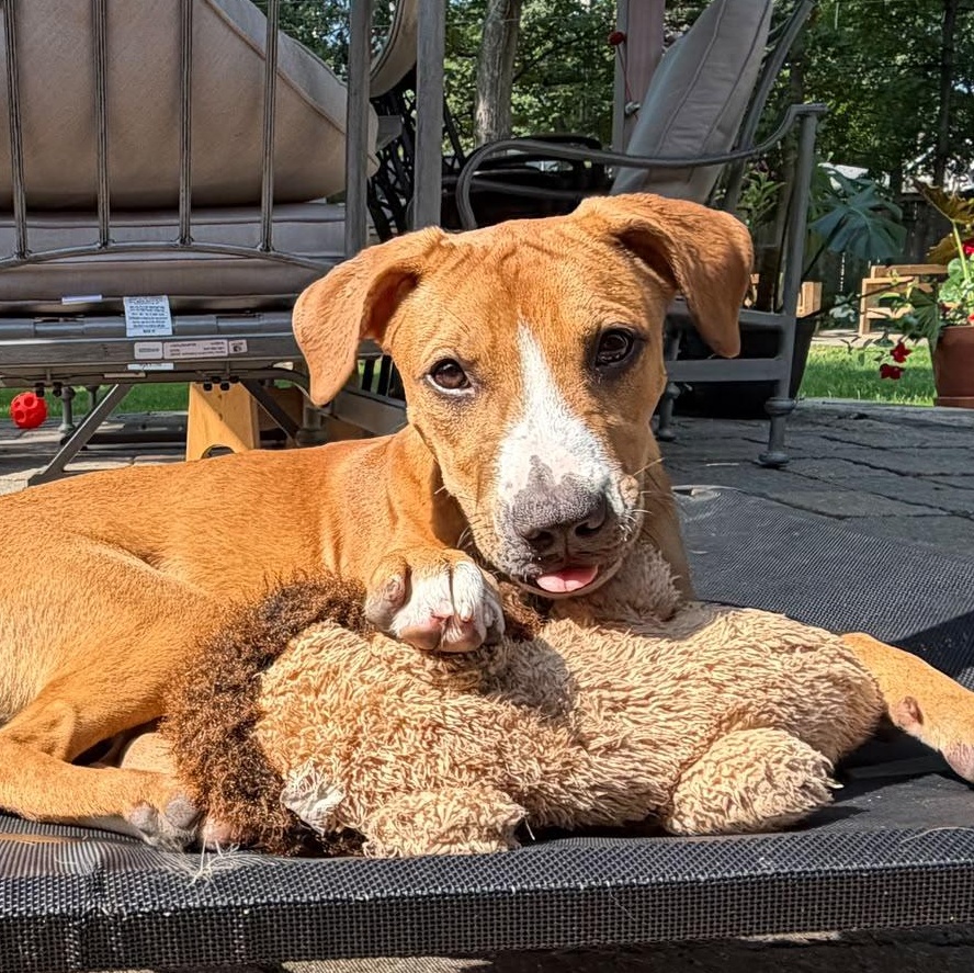 Nala, Adopted, Puppy Female Mixed Breed.