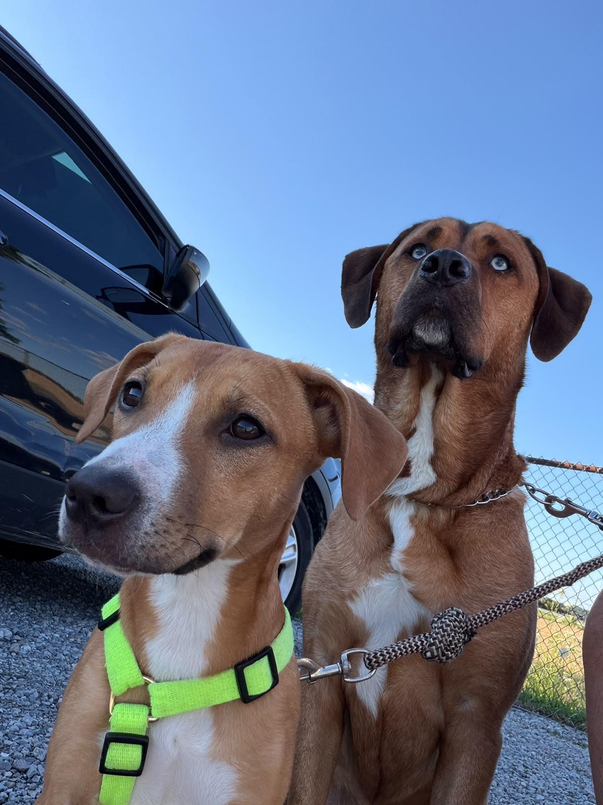 Enlarge Nala, a Adopted Mixed Breed in Oakville, ON image 2/6