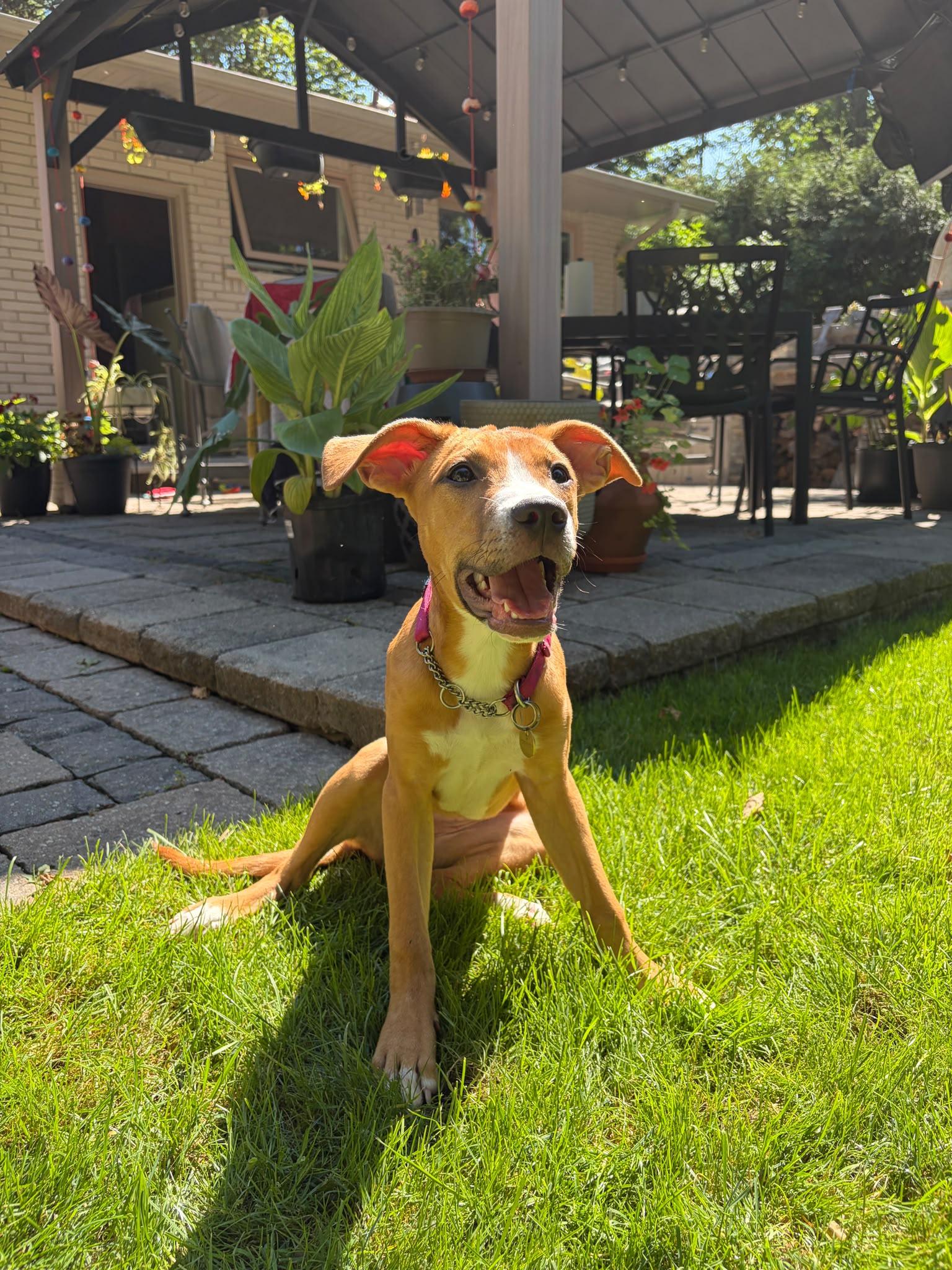 Enlarge Nala, a Adopted Mixed Breed in Oakville, ON image 3/6