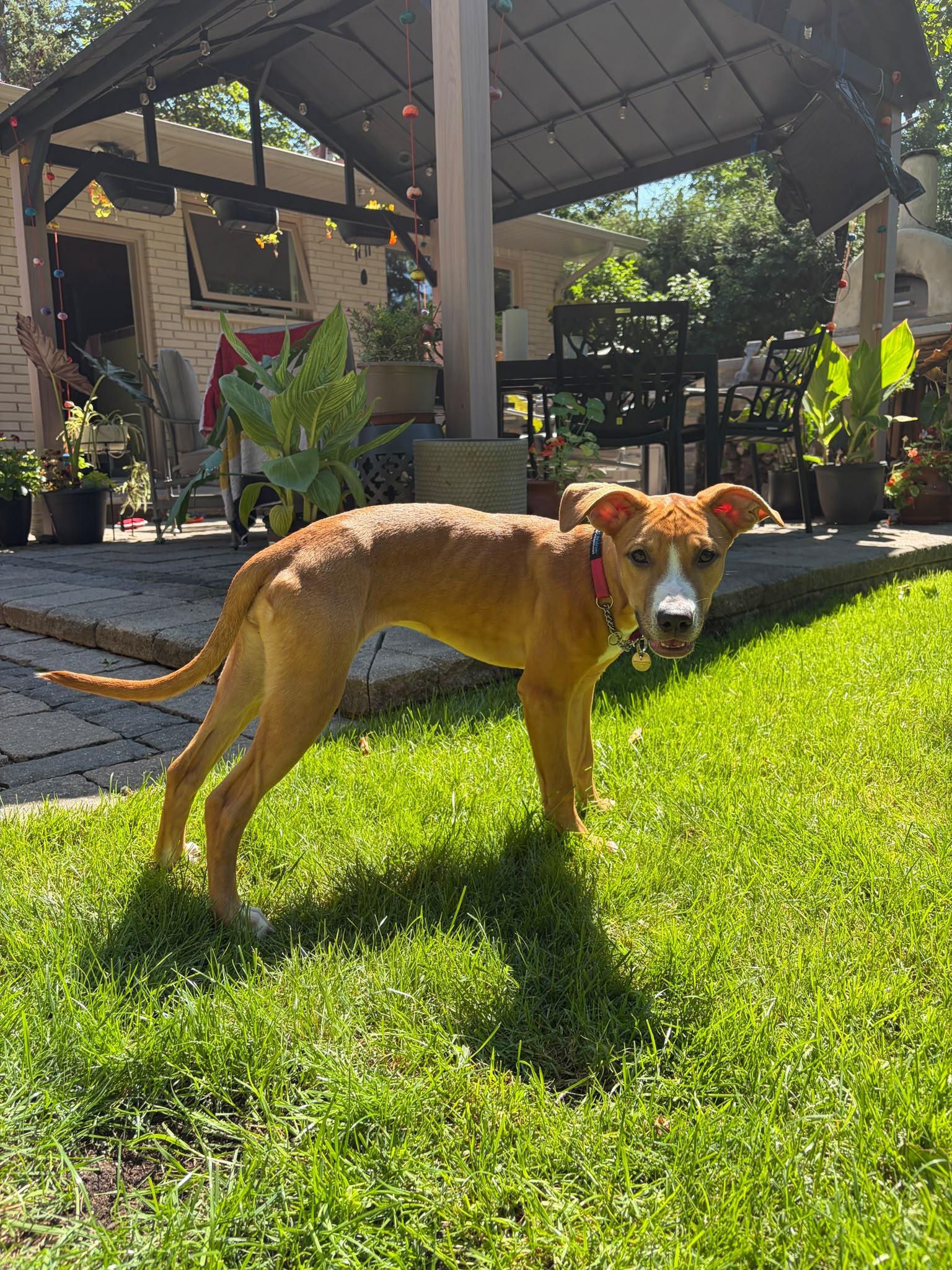 Enlarge Nala, a Adopted Mixed Breed in Oakville, ON image 5/6