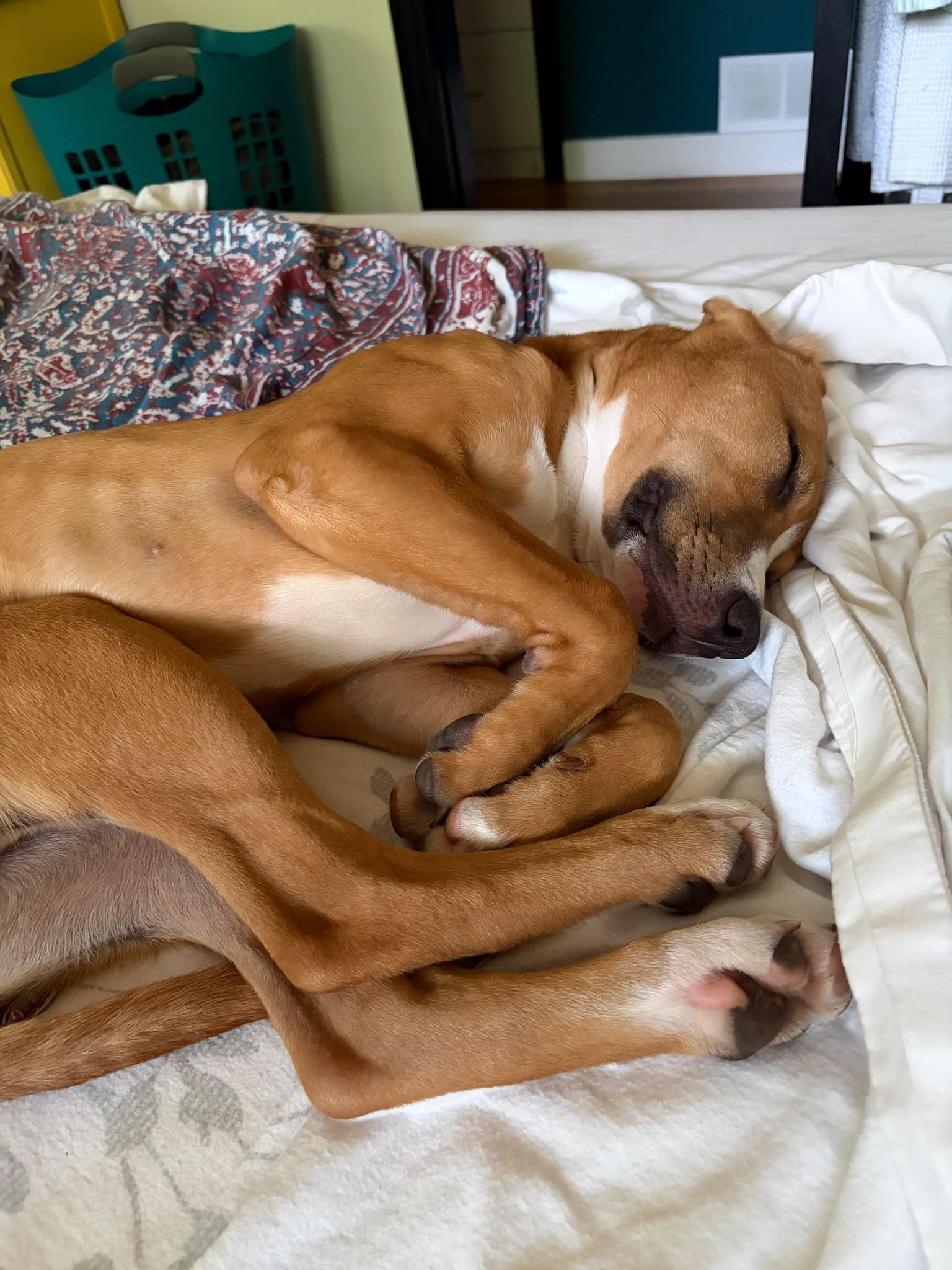 Enlarge Nala, a Adopted Mixed Breed in Oakville, ON image 4/6