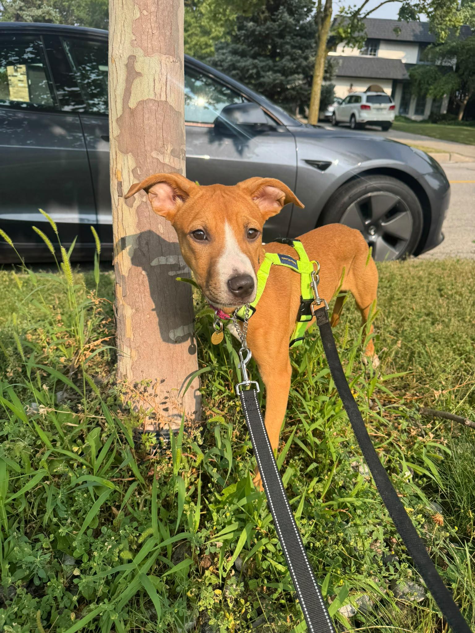 Enlarge Nala, a Adopted Mixed Breed in Oakville, ON image 6/6