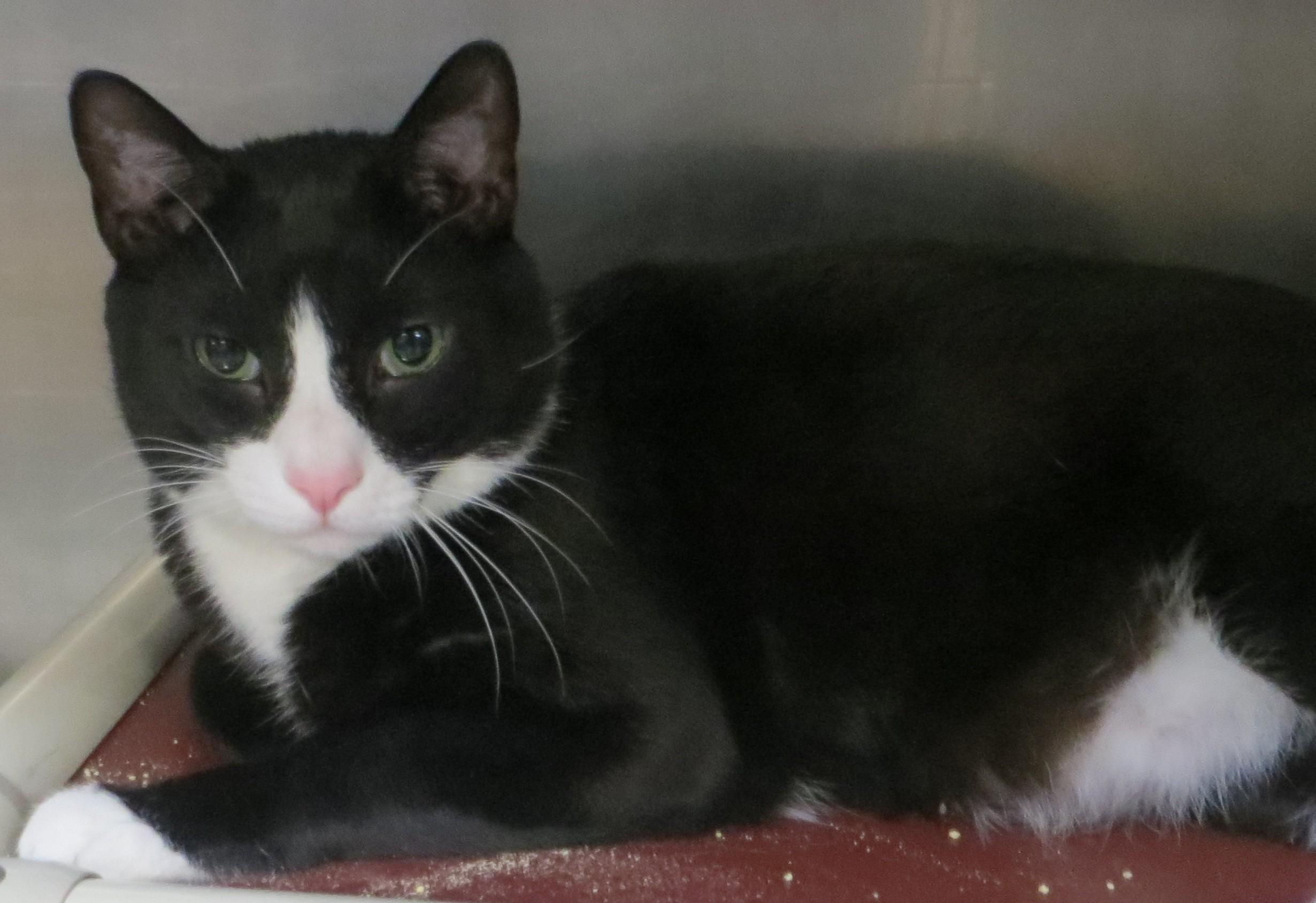 OREO, a Adoptable Tuxedo in Taunton, MA image 4/6