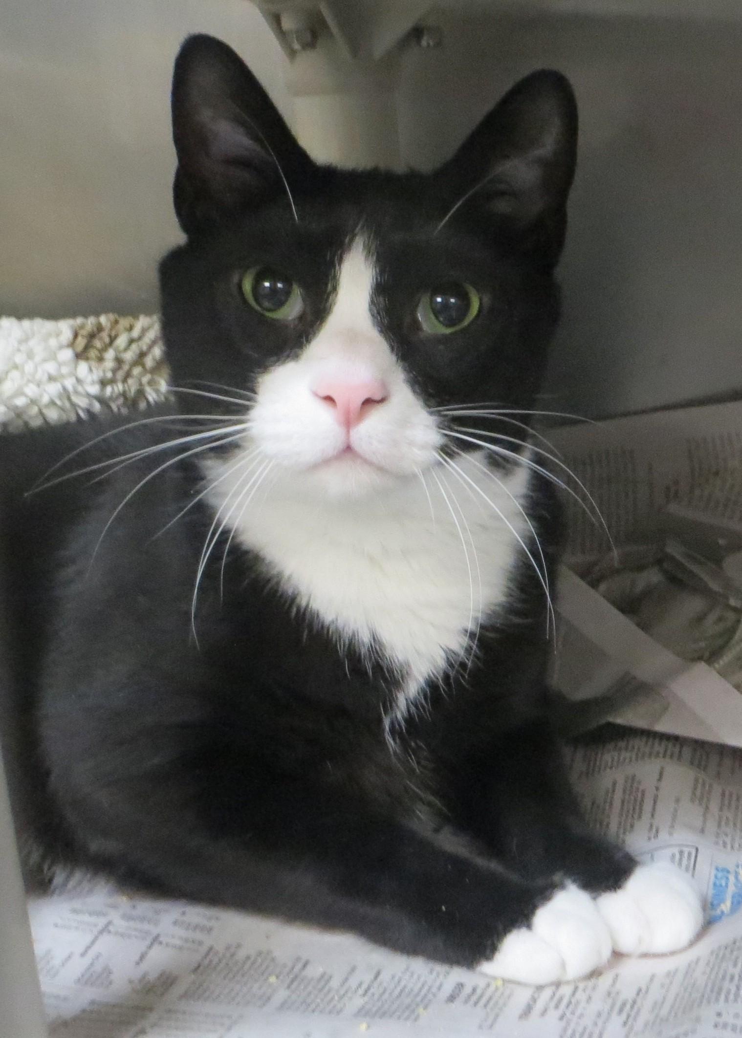 OREO, a Adoptable Tuxedo in Taunton, MA image 2/6