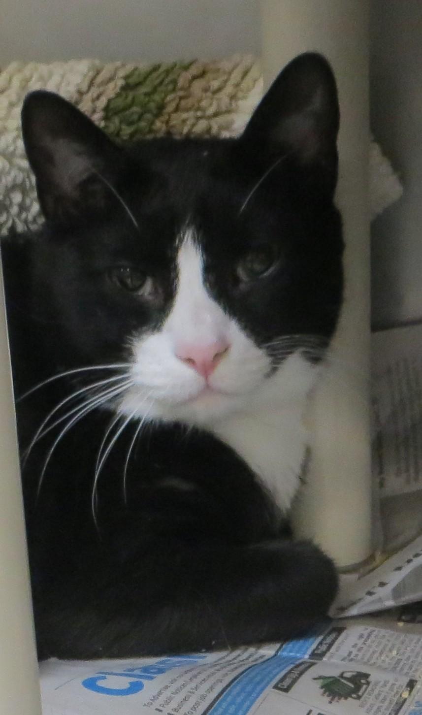 OREO, a Adoptable Tuxedo in Taunton, MA image 1/6